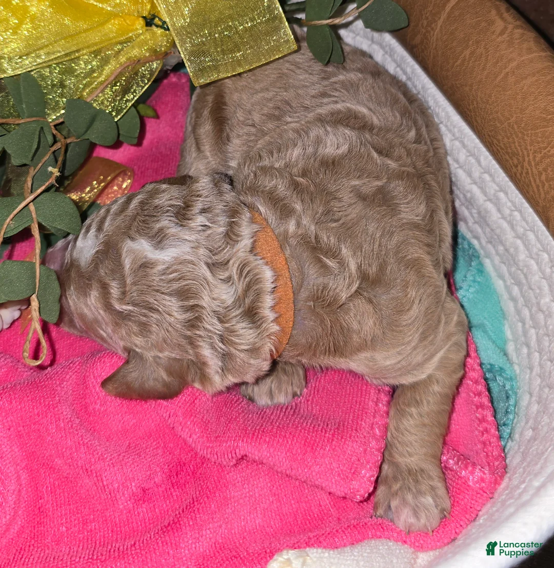 Goldendoodle dogs for sale: Goldendoodle Puppy 4 - Ad 1