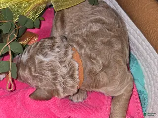 Goldendoodle dogs Goldendoodle Puppy 4 - Ad 32