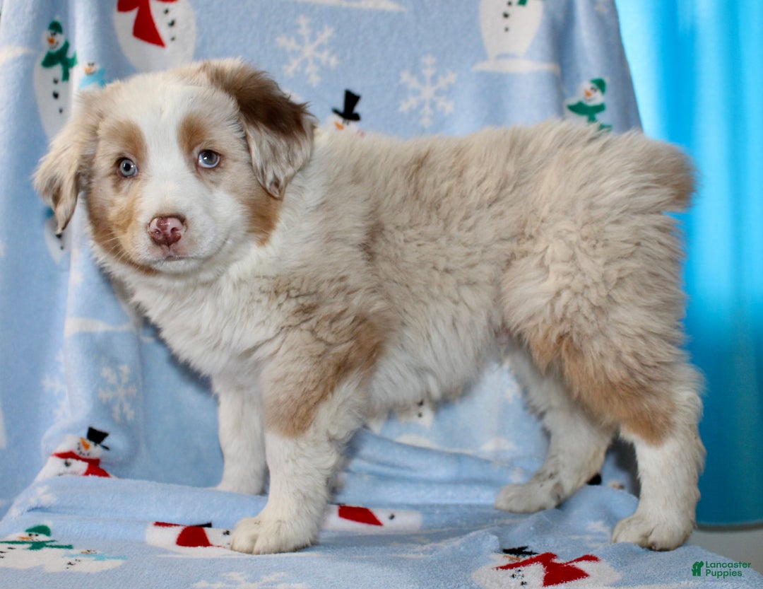 Australian Shepherd dogs for sale: Drew - Ad 3