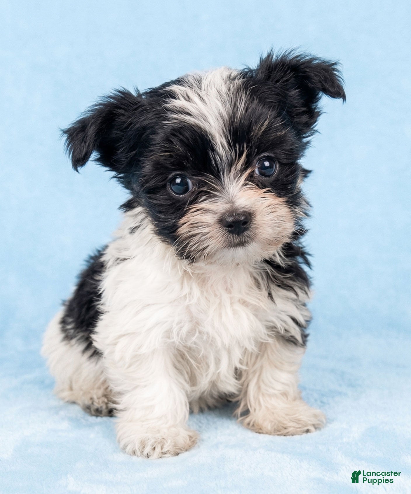 Mixed Breed dogs Bruiser - Ad 1