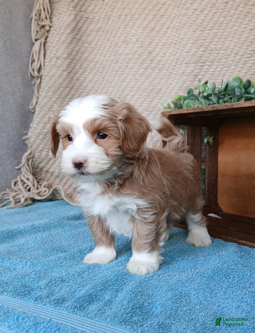 Havanese dogs for sale: Monroe - Ad 2