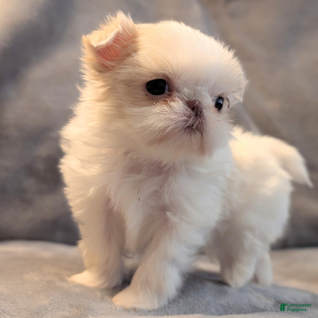 Shih Tzu dogs for sale: Hummingbird - Ad 8