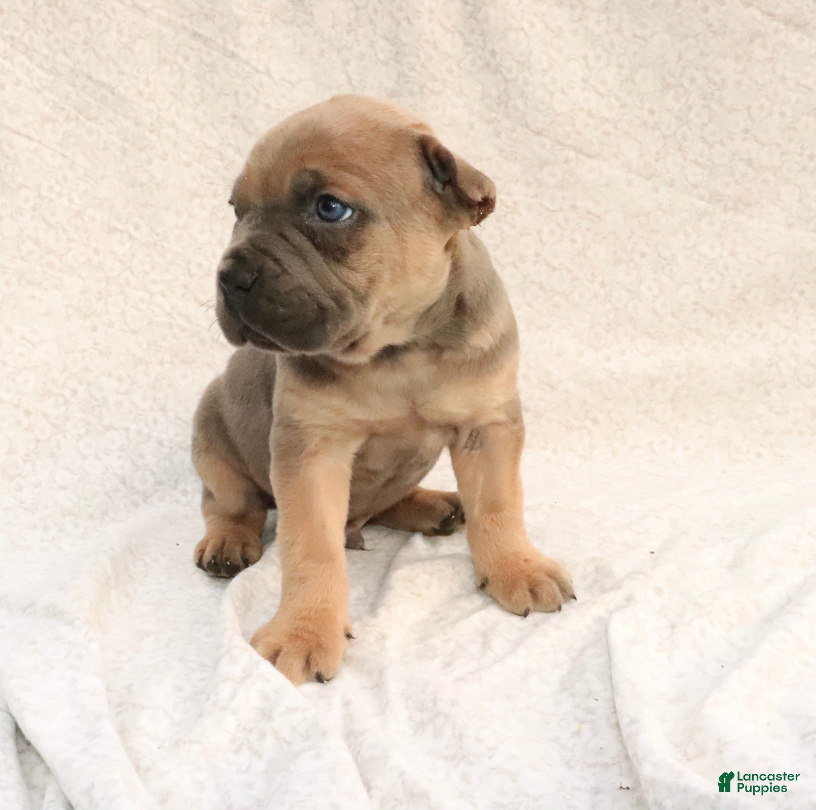 Cane Corso dogs Rex - Ad 2