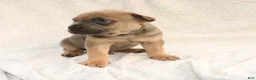 Cane Corso dogs for sale: Rex - Ad 2