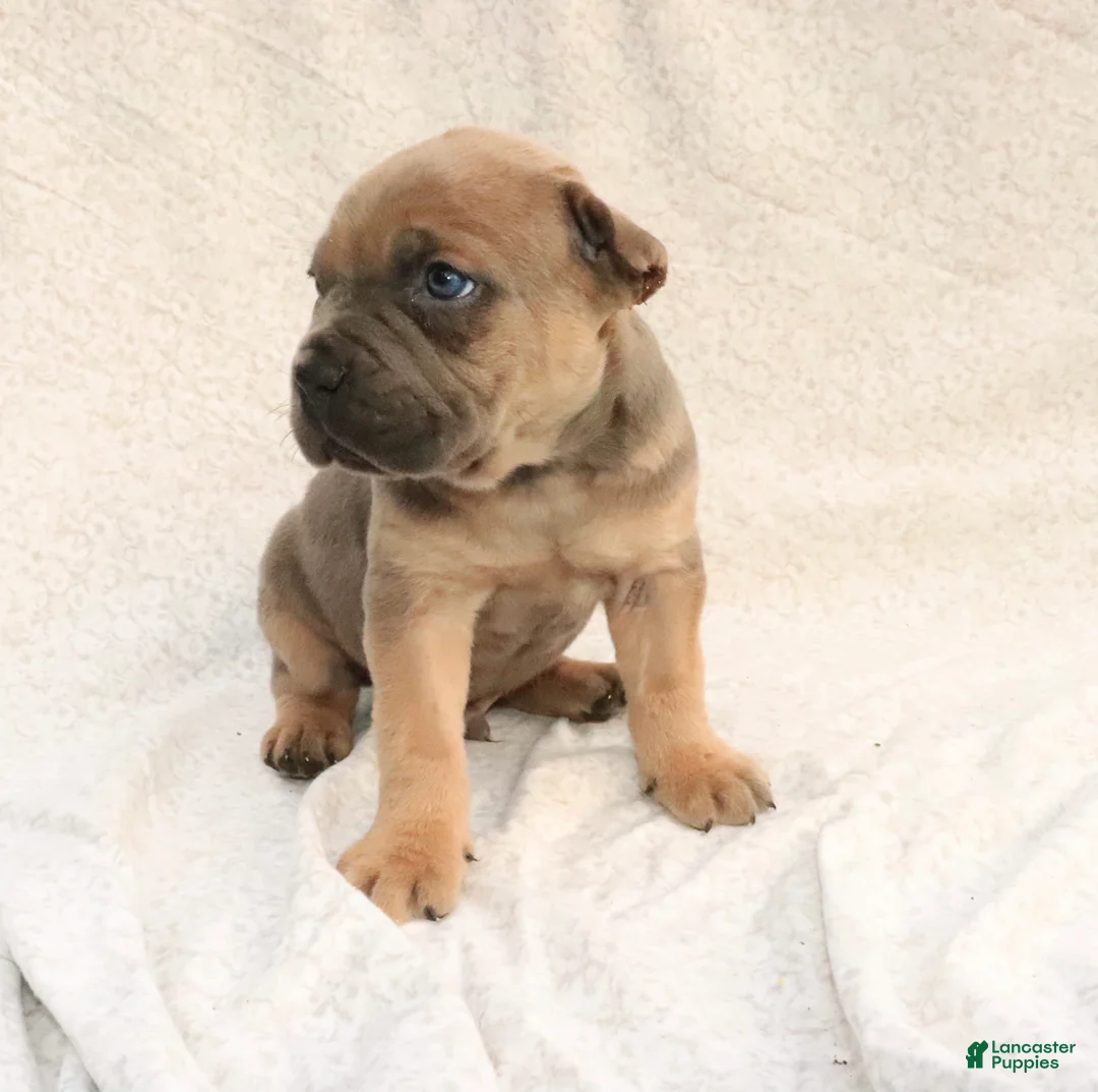 Cane Corso dogs for sale: Rex - Ad 2