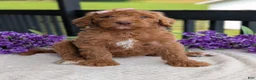 Goldendoodle dogs for sale: Miss Daisy - Ad 26