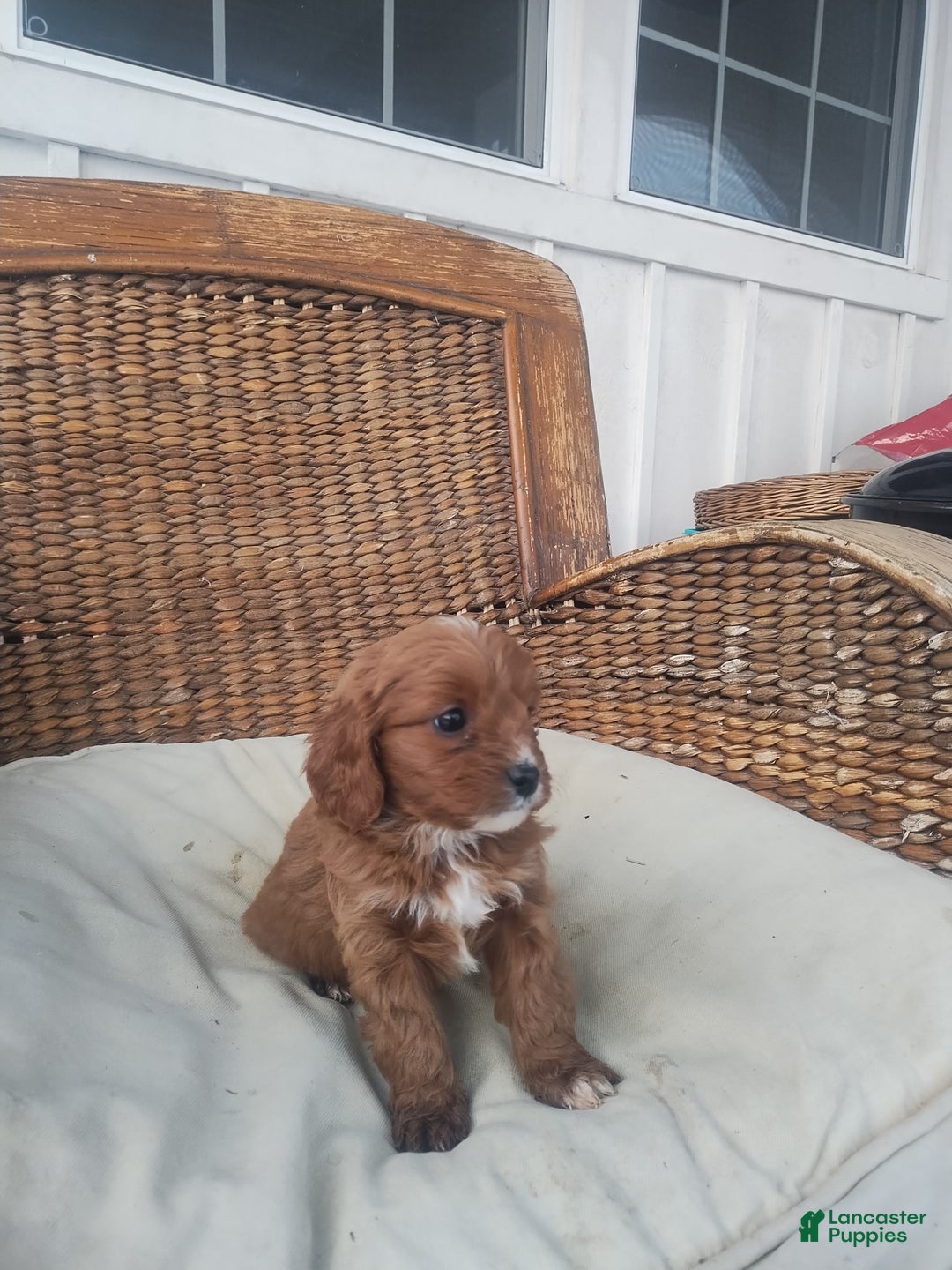 Cavapoo dogs for sale: Emily  - Ad 3