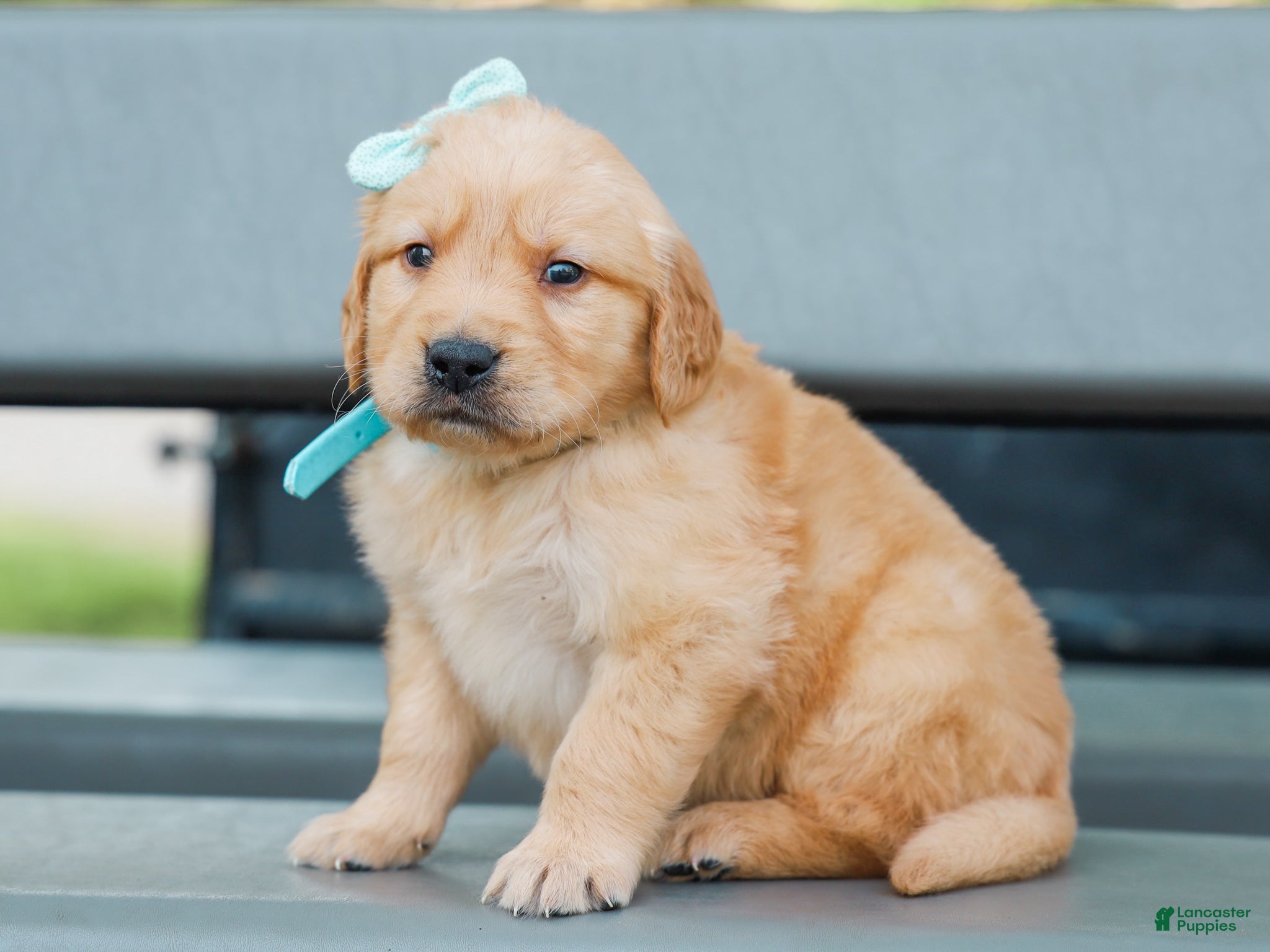 Golden Retriever dogs Adam ACA Golden Retriever Pup - Ad 1
