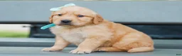 Golden Retriever dogs for sale: Adam ACA Golden Retriever Pup - Ad 1