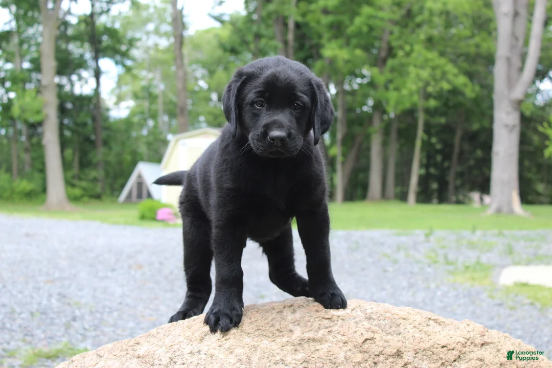 Labrador Retriever dogs for sale: Clark - Ad 2
