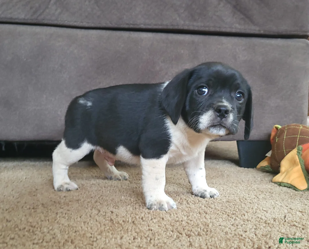 Puggle dogs for sale: Tito - Ad 2