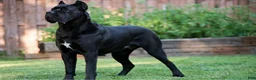 Cane Corso dogs for sale: Midnight Groove’s The Sweetest Taboo - Ad 6