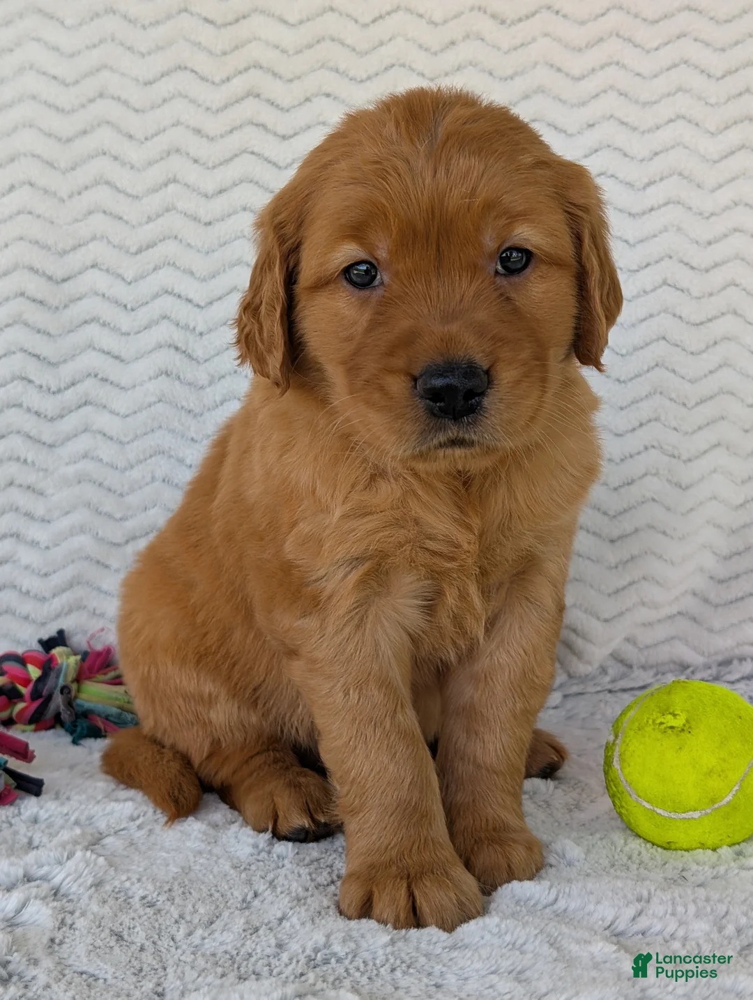 Golden Retriever dogs for sale: Porter  - Ad 28