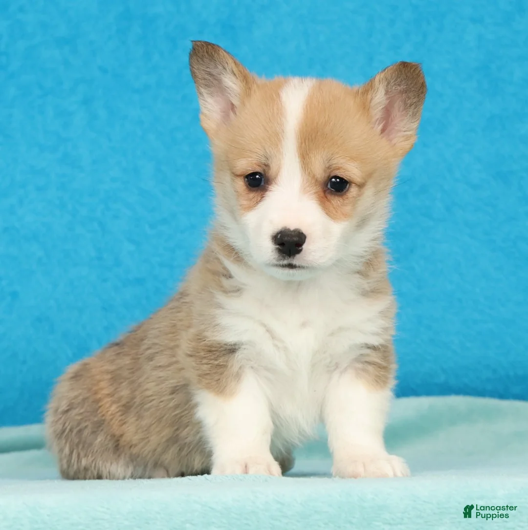 Welsh Corgi Pembroke dogs for sale: Misty - Ad 1