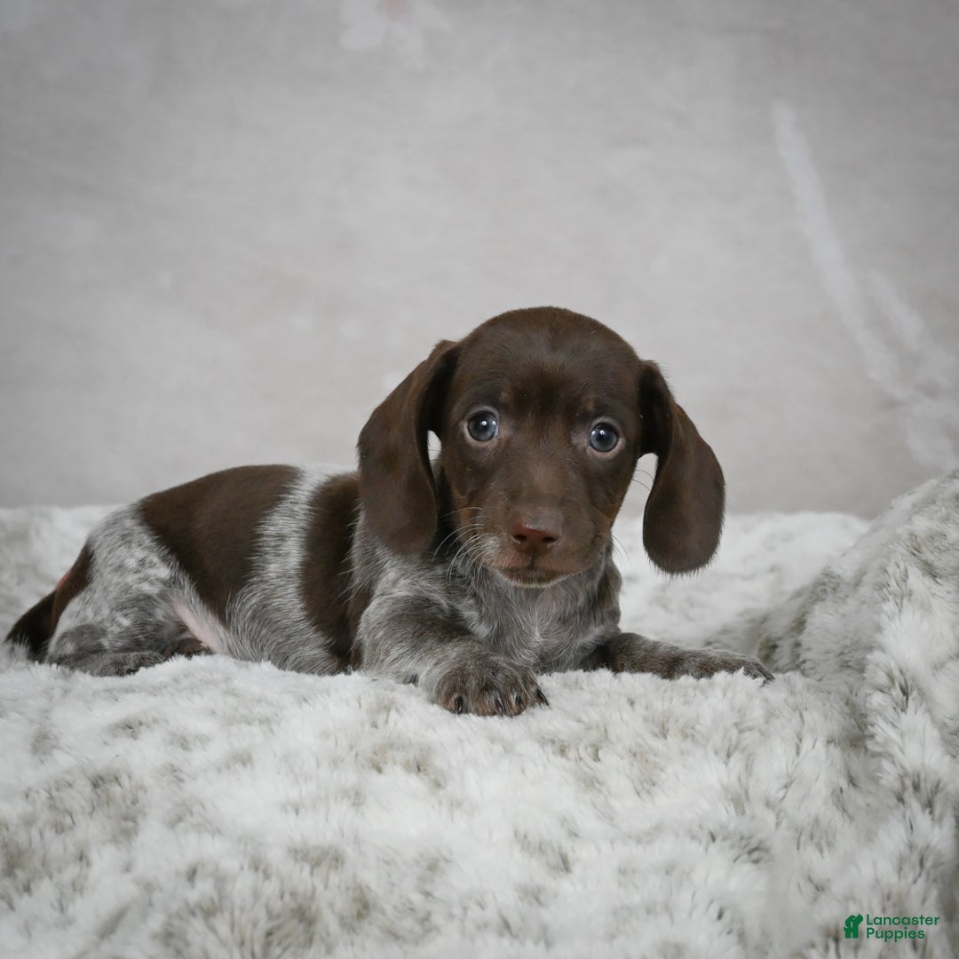 Miniature Dachshund dogs for sale: Hazel - Ad 2