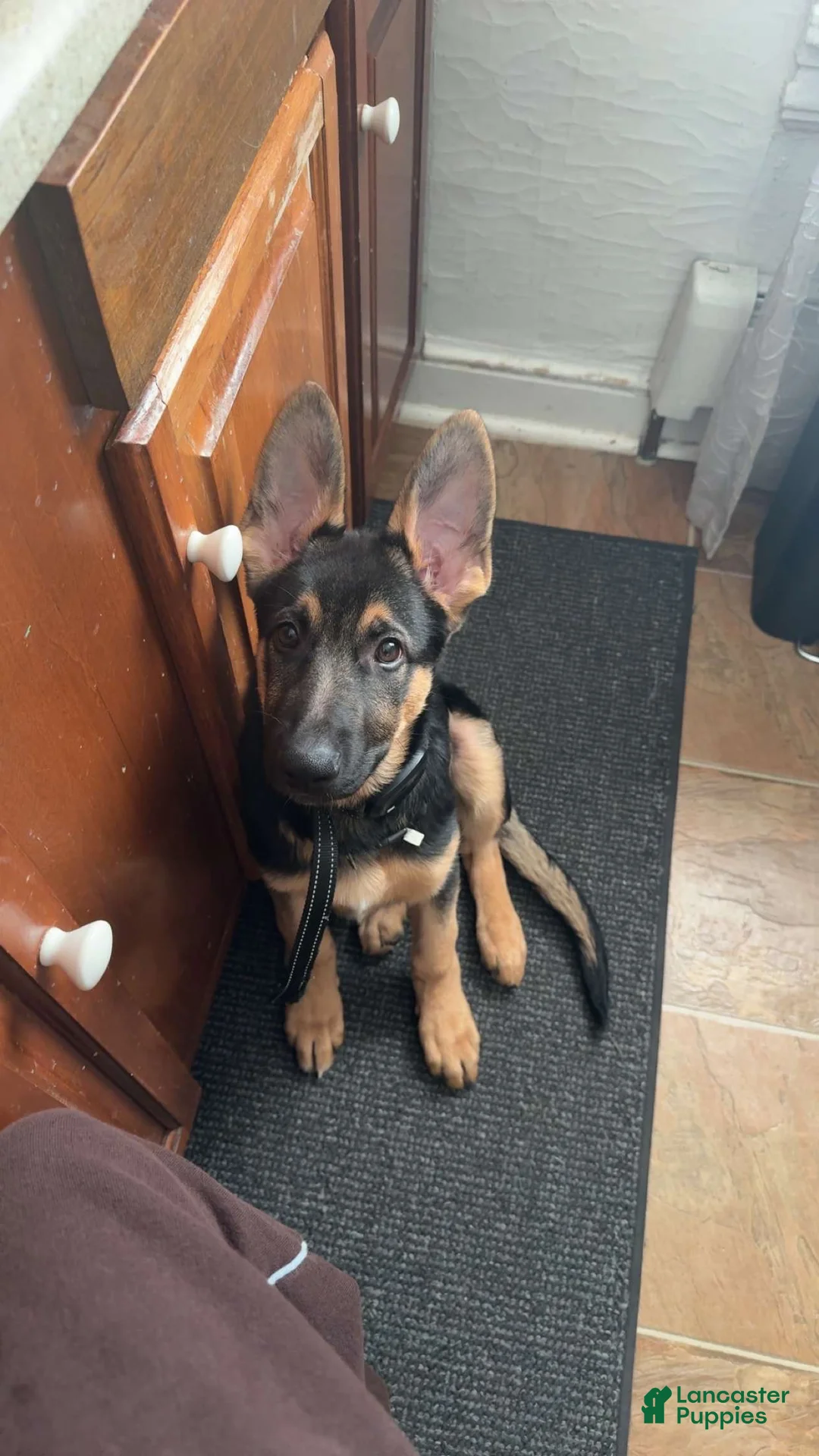 German Shepherd dogs for sale: German Shepherd puppy  - Ad 2