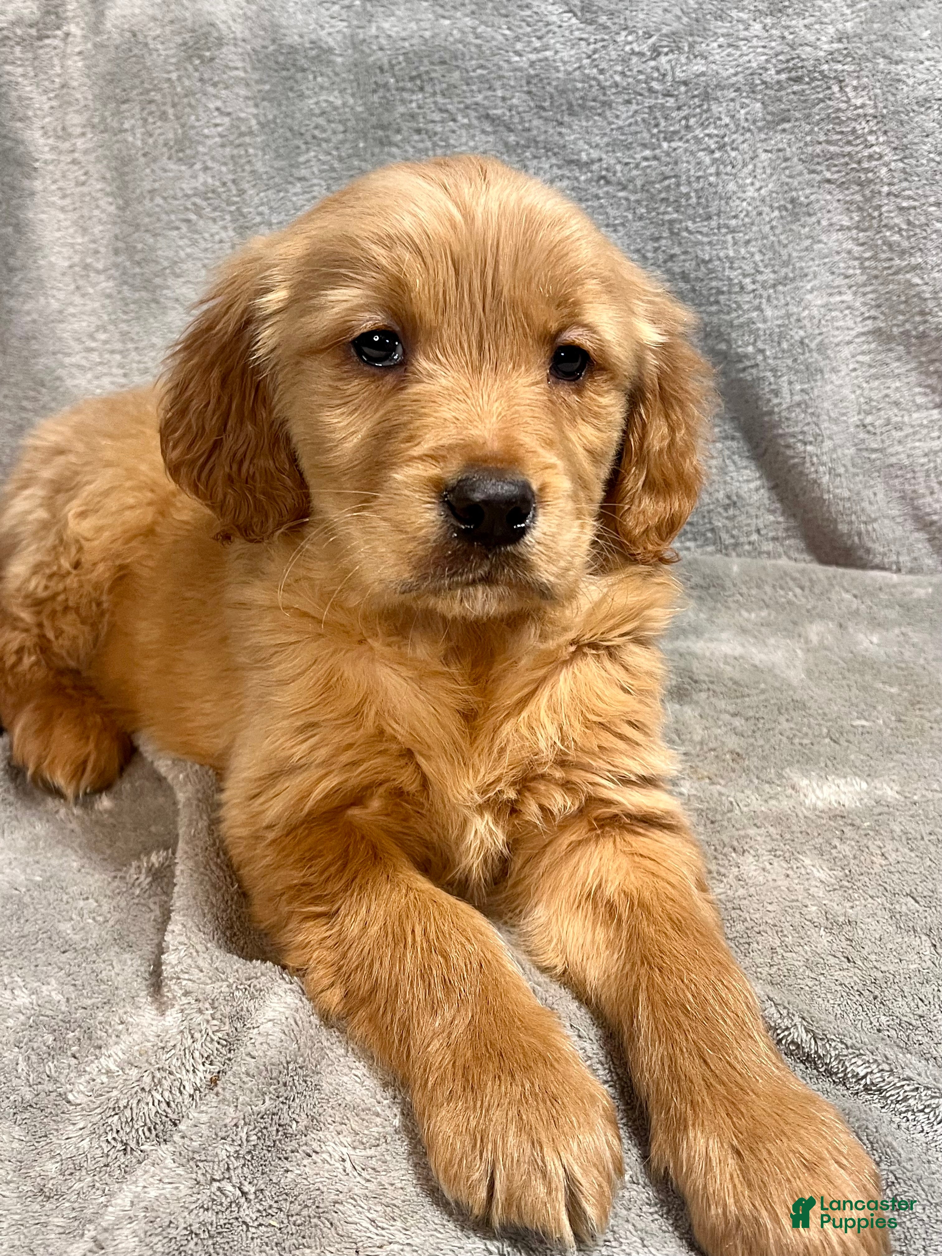 Golden Retriever dogs Reese - Ad 2