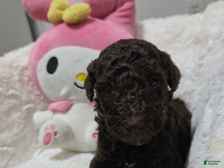 Mini Goldendoodle dogs - Ad 8