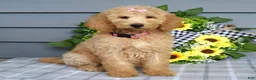 Goldendoodle dogs for sale: Jenna  - Ad 2