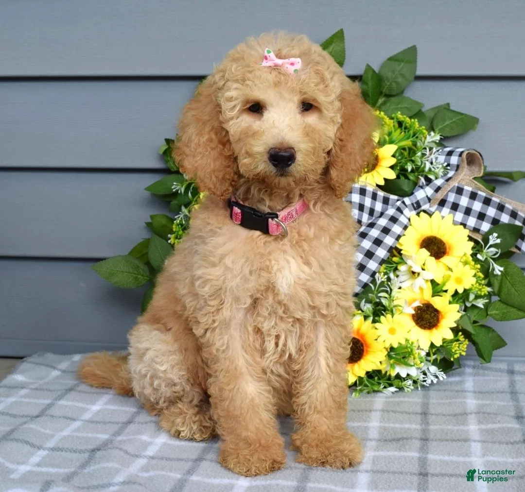 Goldendoodle dogs for sale: Jenna  - Ad 2