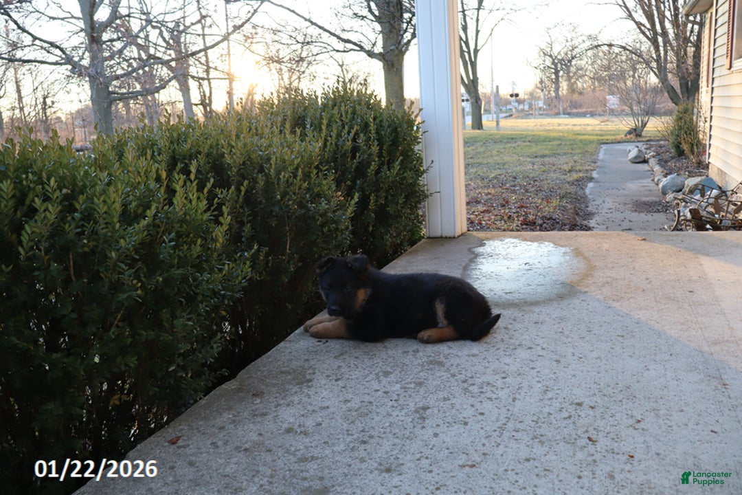 German Shepherd dogs for sale: Jade - Ad 4