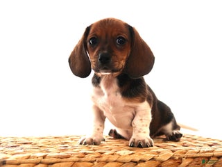 Miniature Dachshund dogs penny - Ad 10