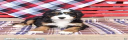 Mini Bernedoodle dogs for sale: Griffin - Ad 3
