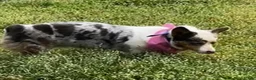Welsh Corgi Pembroke dogs for sale: Welsh Corgi Pembroke Female 1 - Ad 5