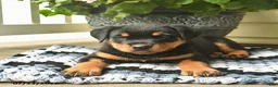 Rottweiler dogs for sale: Mercy  - Ad 3