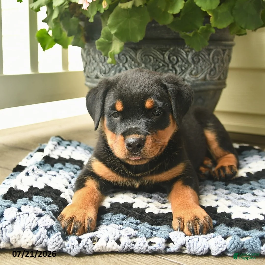 Rottweiler dogs for sale: Mercy  - Ad 3
