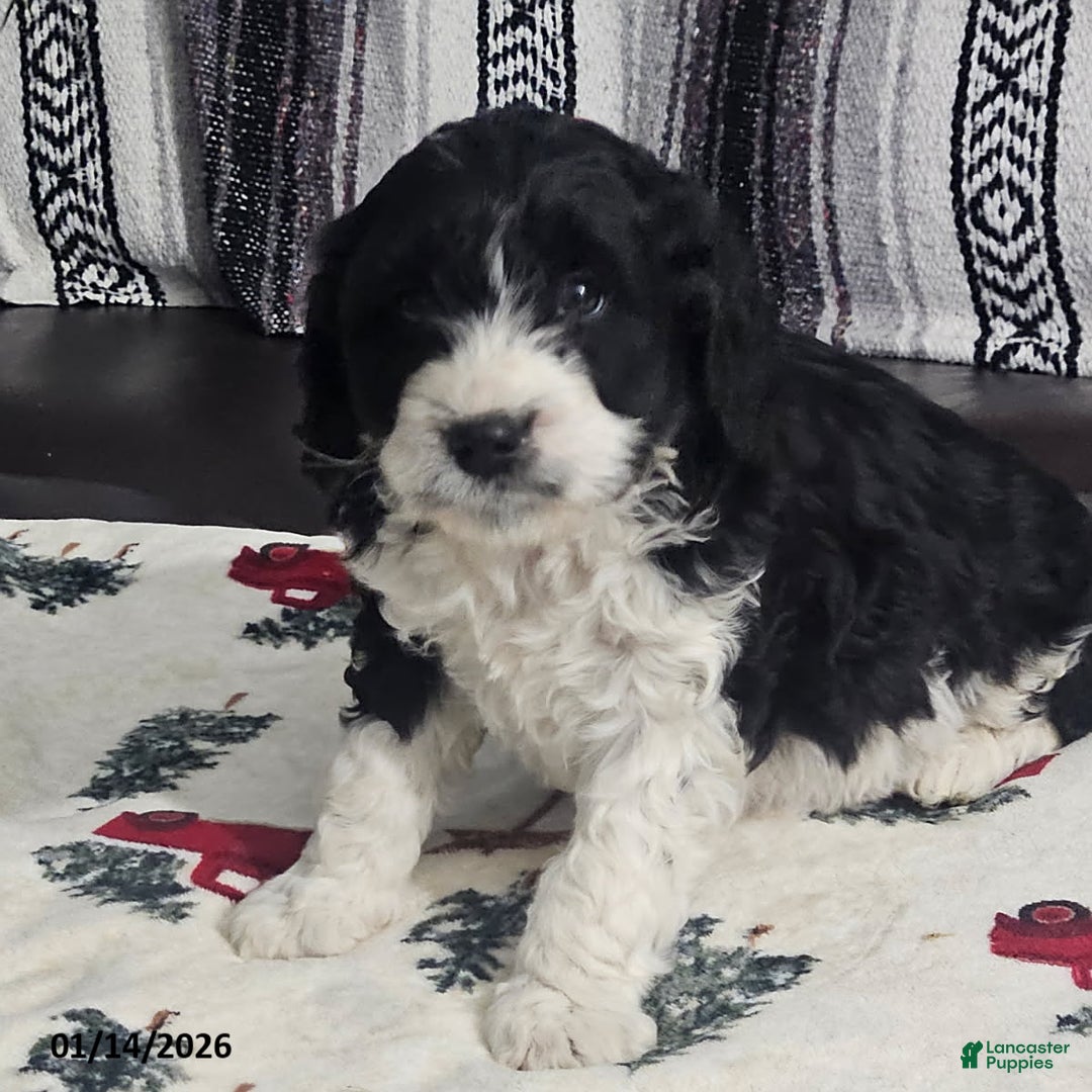 Cavapoo dogs for sale: Sammy - Ad 2