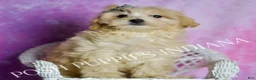 Maltipoo dogs for sale: Frankie - Ad 5