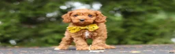 Cavapoo dogs for sale: Jagger - Ad 10