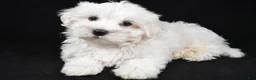 Maltese dogs for sale: Cody - Ad 5