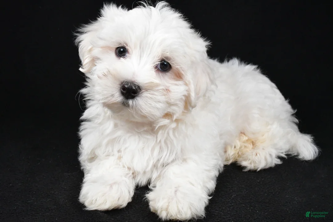 Maltese dogs for sale: Cody - Ad 5