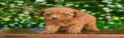 Toy Poodle dogs for sale: Scarlett - Ad 4