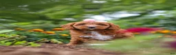 Cavapoo dogs for sale: Dixie - Ad 12