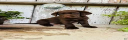 Labrador Retriever dogs for sale: Duke - Ad 6