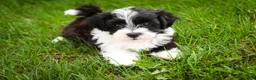 Havanese dogs for sale: Piper - Ad 8