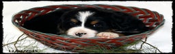 Bernese Mountain Dog dogs for sale: Alexa - Ad 2