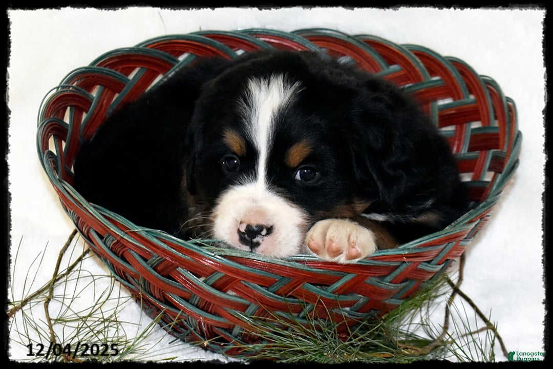 Bernese Mountain Dog dogs for sale: Alexa - Ad 2