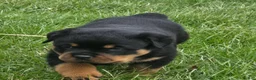 Rottweiler dogs for sale: Mr Buster - Ad 4