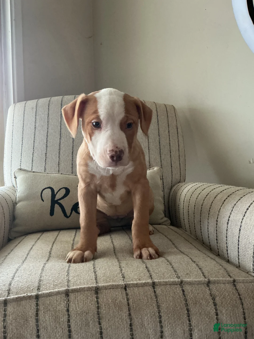 American Bully dogs for sale: Harley  - Ad 2