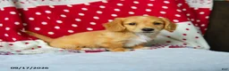 Miniature Dachshund dogs for sale: Spice - Ad 3