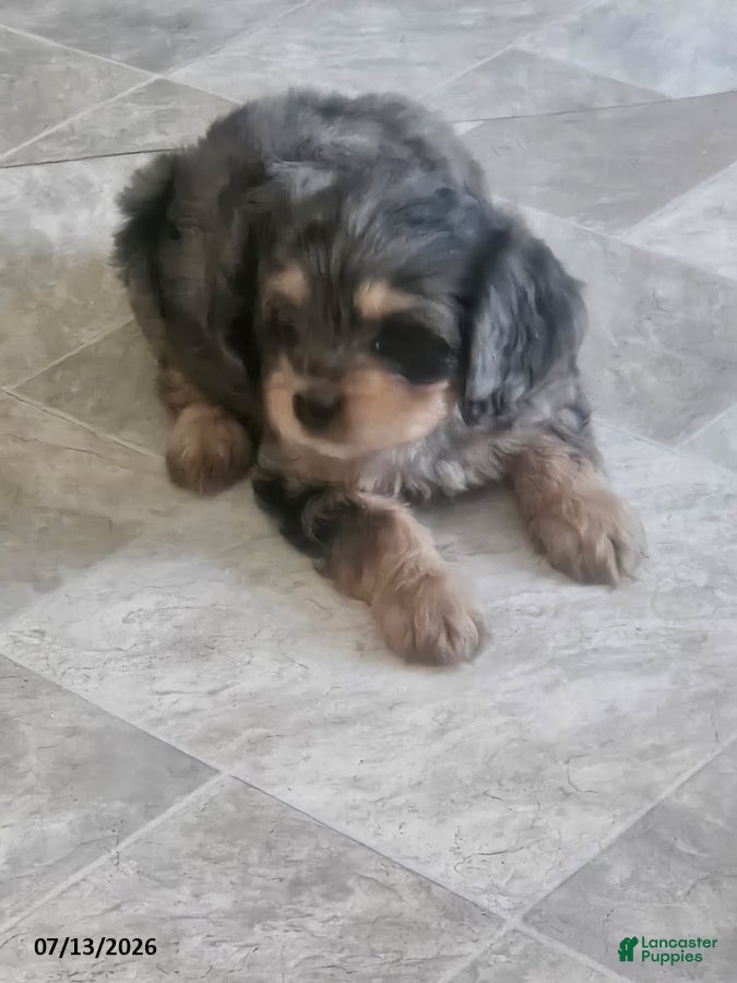 Cavapoo dogs Grant - Ad 2