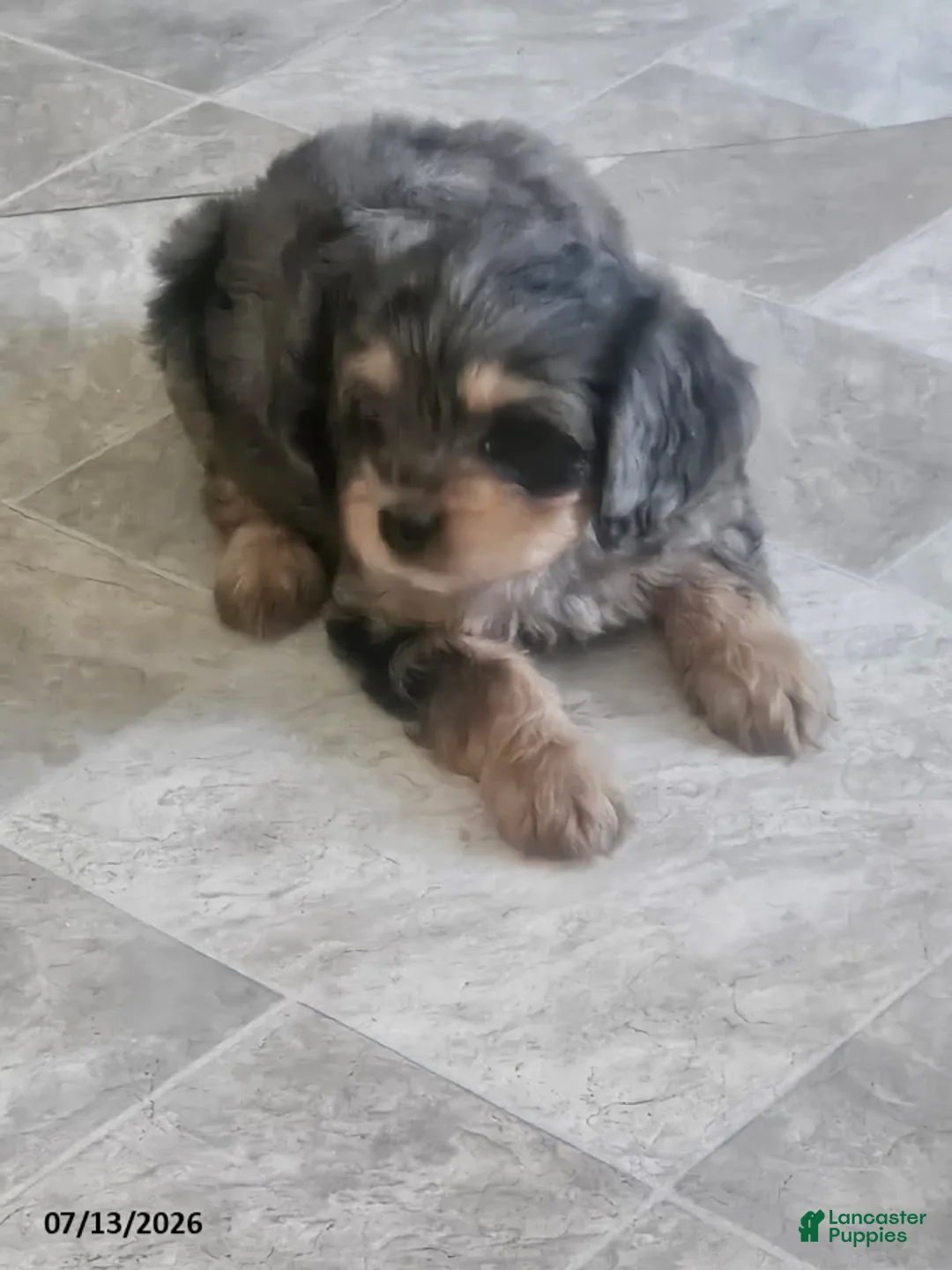 Cavapoo dogs for sale: Grant - Ad 2