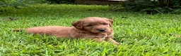 Mini Goldendoodle dogs for sale: Teddy - Ad 3