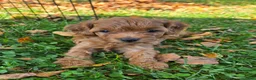 Cavapoo dogs for sale: Simba - Ad 7