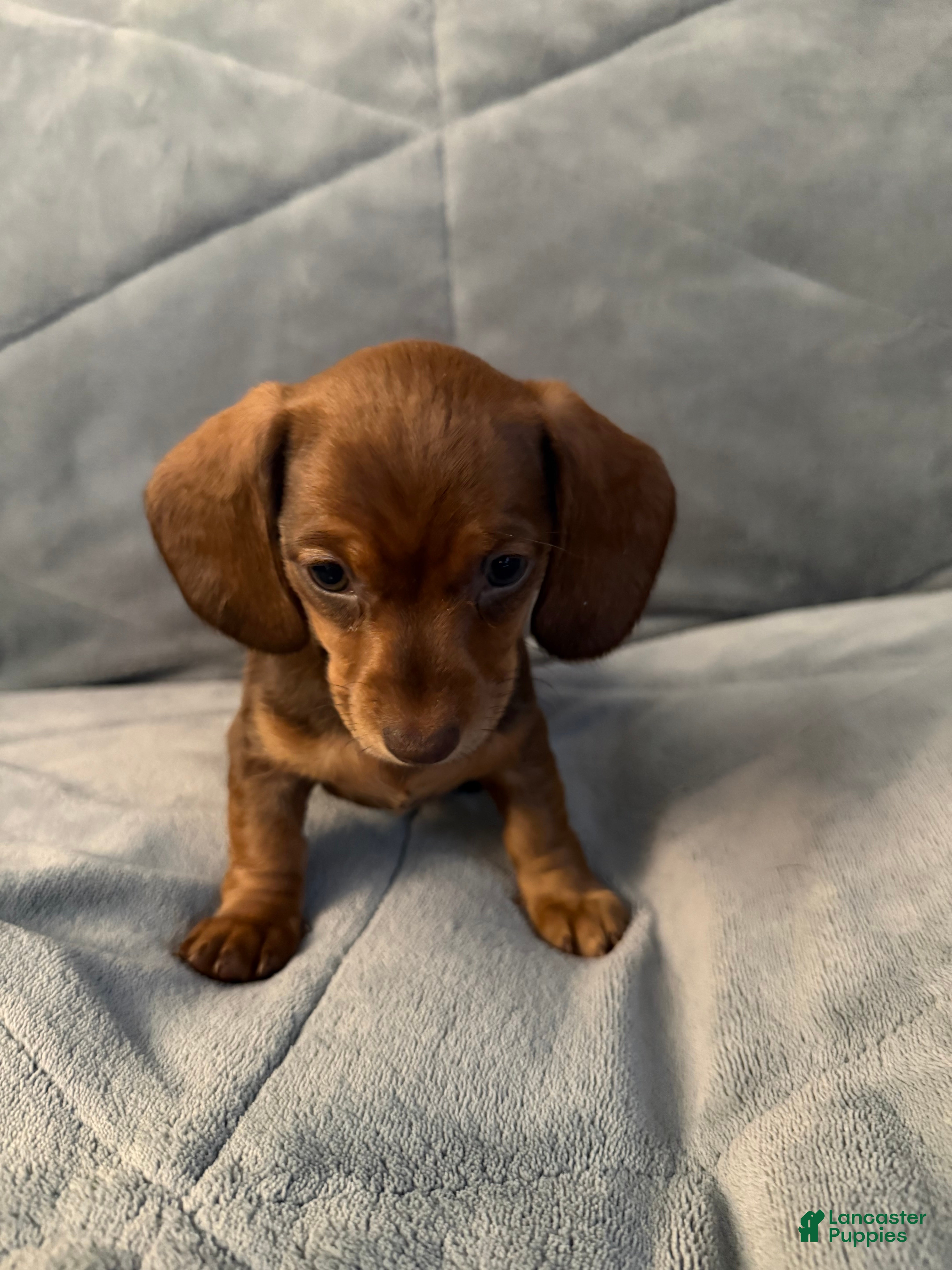 Dachshund dogs Leia - Ad 40