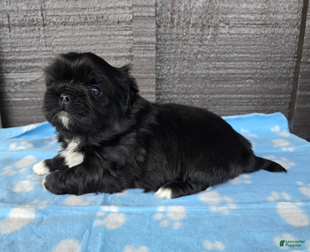 Pekingese dogs for sale: Gomez  - Ad 1